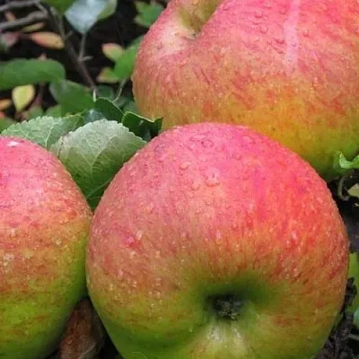 Яблоня ЯБЛОЧНЫЙ СПАС  Яблоня ЯБЛОЧНЫЙ СПАС в Россоши