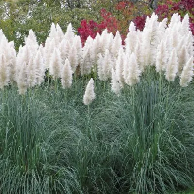 Кортадерия белая (пампасная трава) в Россоши