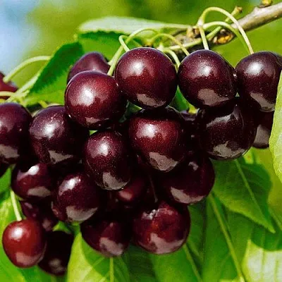 Черешня ВИТЯЗЬ  Черешня ВИТЯЗЬ в Россоши