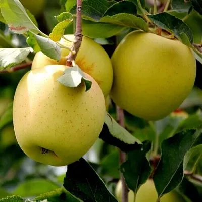 Яблоня ГОЛДЕН ВЛАДИМИРСКИЙ  Яблоня ГОЛДЕН ВЛАДИМИРСКИЙ в Россоши