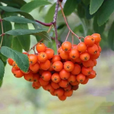 Рябина ВЕФЕД сладкоплодная  Рябина ВЕФЕД сладкоплодная в Россоши