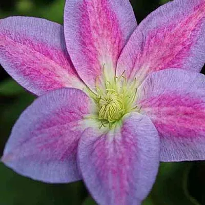 Клематис ЧЕЙНДЖ ОФ ХАРТ в Россоши