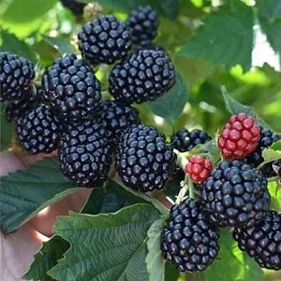 Ежевика ПОЛАР бесшипная  Ежевика ПОЛАР бесшипная в Россоши