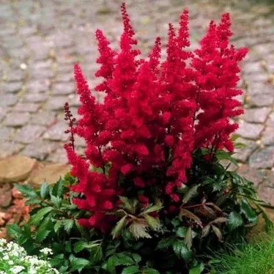 Астильба ГЛАТ Арендса — описание сорта Астильба ГЛАТ Арендса в Россоши