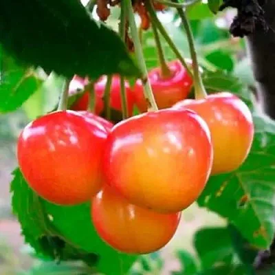 Черешня ДОНЧАНКА в Россоши