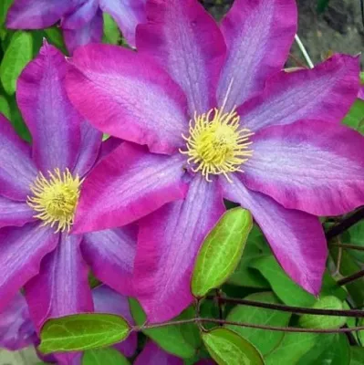 Клематис КАКИО в Россоши