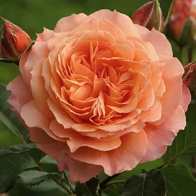 Саженцы роз БЕЛЬВЕДЕР шраб  Саженцы роз БЕЛЬВЕДЕР шраб в Россоши