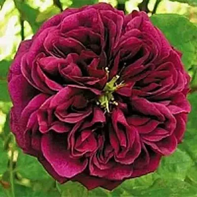 Саженцы роз ЗЕ ПРИНЦ английская  Саженцы роз ЗЕ ПРИНЦ английская в Россоши