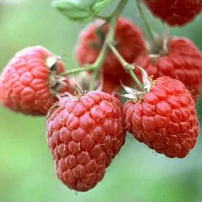 Малина ХЕРИТЕЙДЖ  Малина ХЕРИТЕЙДЖ в Россоши