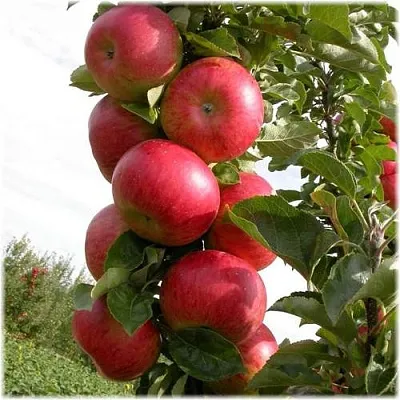 Яблоня ОСТАНКИНО колонновидная  Яблоня ОСТАНКИНО колонновидная в Россоши