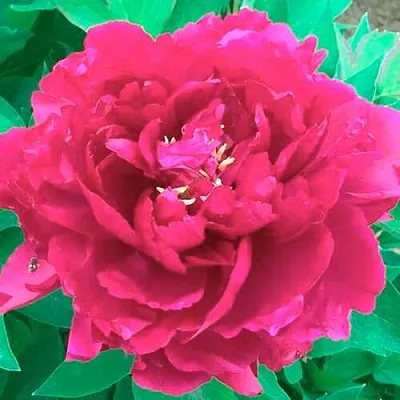 Пион ОСТРОВНОЙ МИНИСТР древовидный  Пион ОСТРОВНОЙ МИНИСТР древовидный в Россоши