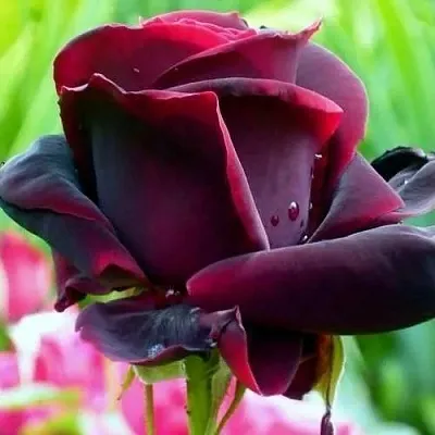 Саженцы роз ЧЕРНЫЙ ПРИНЦ чайно-гибридная в Россоши