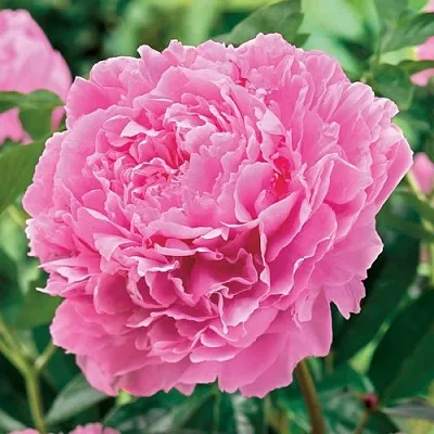 Пион МИСС ЭКХАРТ травянистый  Пион МИСС ЭКХАРТ травянистый в Россоши