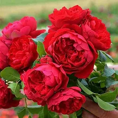 Саженцы роз ФЛОРЕНТИНА плетистая  Саженцы роз ФЛОРЕНТИНА плетистая в Россоши