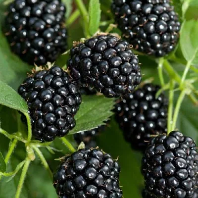 Ежевика АГАВАМ  Ежевика АГАВАМ в Россоши