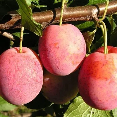 Слива ВИКТОРИЯ  Слива ВИКТОРИЯ в Россоши