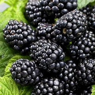 Ежевика БЖЕЗИНА бесшипная  Ежевика БЖЕЗИНА бесшипная в Россоши