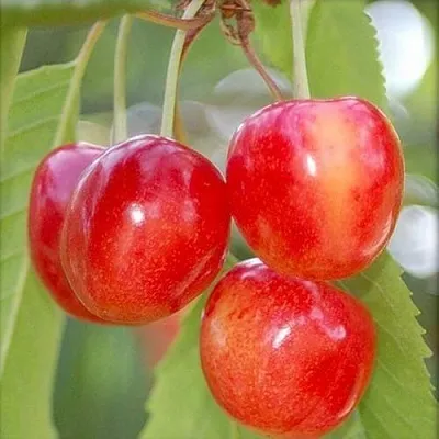 Черешня МЕДУНИЦА  Черешня МЕДУНИЦА в Россоши