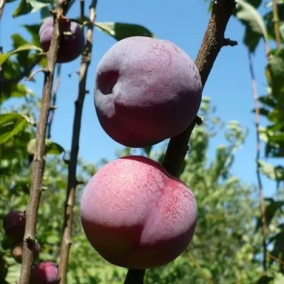 Плумкот ВЕЙ ВОНГ  Плумкот ВЕЙ ВОНГ в Россоши