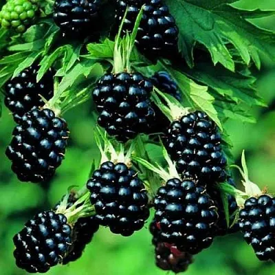 Ежевика КИТАНИНИ бесшипная  Ежевика КИТАНИНИ бесшипная в Россоши