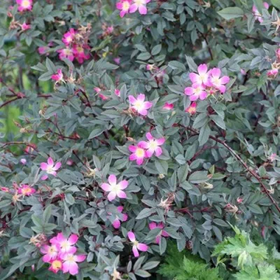 Саженцы роз сизая — описание сорта Саженцы роз сизая в Россоши