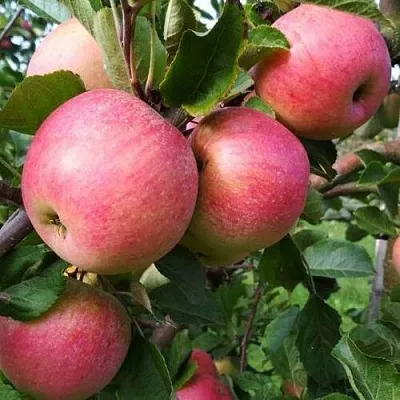 Яблоня ТЕРЕМОК  Яблоня ТЕРЕМОК в Россоши