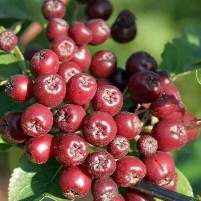 Рябина БУРКА сладкоплодная — описание сорта Рябина БУРКА сладкоплодная в Россоши