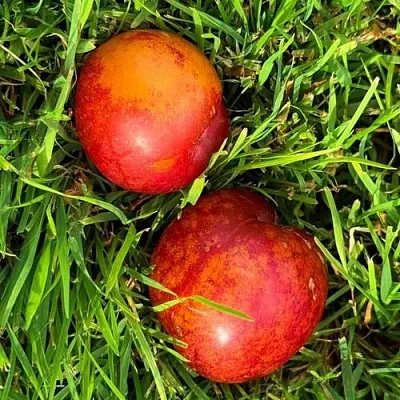 Шарафуга НЕКТАРИННАЯ  Шарафуга НЕКТАРИННАЯ в Россоши