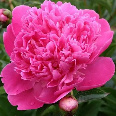 Пион ЭДУЛИС СУПЕРБА травянистый  Пион ЭДУЛИС СУПЕРБА травянистый в Россоши