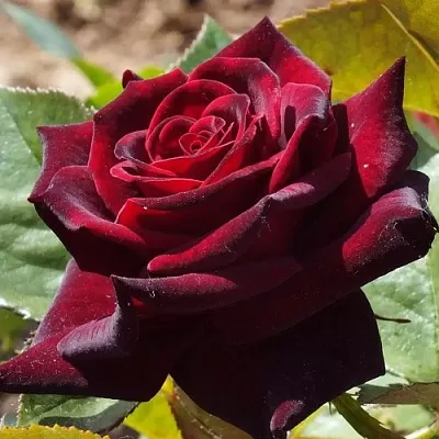 Саженцы роз БЛЭК БАККАРА чайно-гибридная в Россоши