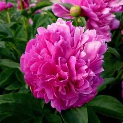 Пион ФЕЛИКС КРАУССЕ травянистый  Пион ФЕЛИКС КРАУССЕ травянистый в Россоши