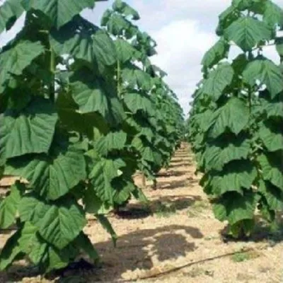 Павлония ПАО ТОГН Z07 в Россоши