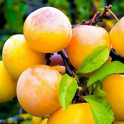 Слива МИНСКАЯ  Слива МИНСКАЯ в Россоши