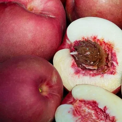 НЕКТАПЛЮМ  НЕКТАПЛЮМ в Россоши