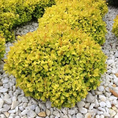 Барбарис БОНАНЗА ГОЛД тунберга в Россоши