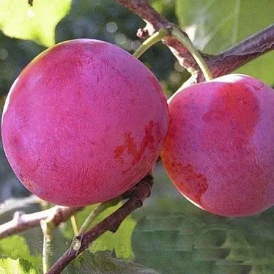 Слива ДЕЛИКАТНАЯ  Слива ДЕЛИКАТНАЯ в Россоши