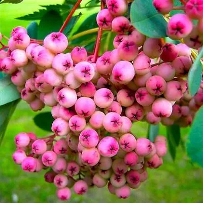 Рябина ПИНК сладкоплодная  Рябина ПИНК сладкоплодная в Россоши