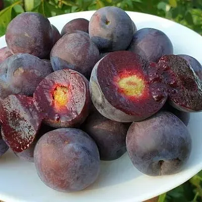 Сливово-вишневый гибрид МЕЙНОР в Россоши