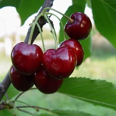 Черешня СТЕЛЛА в Россоши