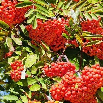 Рябина СОРБИНКА сладкоплодная — описание сорта Рябина СОРБИНКА сладкоплодная в Россоши