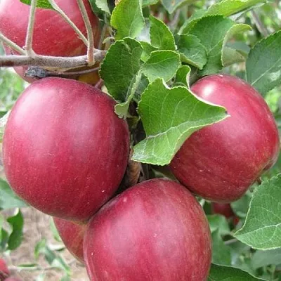 Яблоня МОСКОВСКОЕ ОЖЕРЕЛЬЕ колонновидная  Яблони Московское Ожерелье колонновидная в Россоши