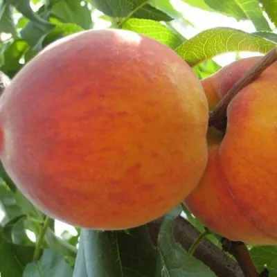 Персик СОЧНЫЙ — описание сорта Персик СОЧНЫЙ в Россоши