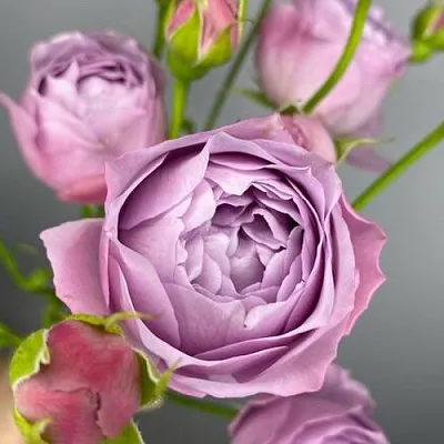 Саженцы роз ЛАВЕНДЕР БАБЛС спрей  Саженцы роз ЛАВЕНДЕР БАБЛС спрей в Россоши