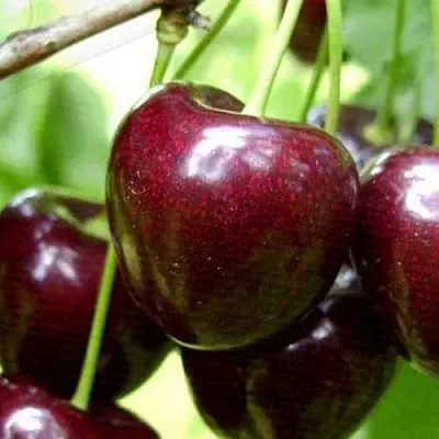 Черешня РОССОШАНСКАЯ КРУПНАЯ  Черешня РОССОШАНСКАЯ КРУПНАЯ в Россоши