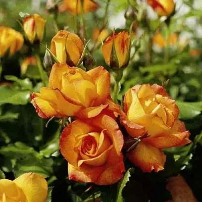 Саженцы роз САХАРА плетистая  Саженцы роз САХАРА плетистая в Россоши