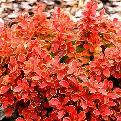 Барбарис КОРАЛ тунберга в Россоши