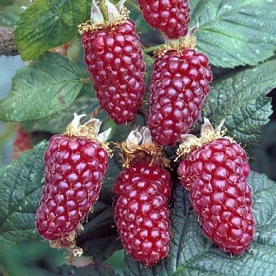 Ежемалина ТАЙБЕРРИ  Ежемалина ТАЙБЕРРИ в Россоши