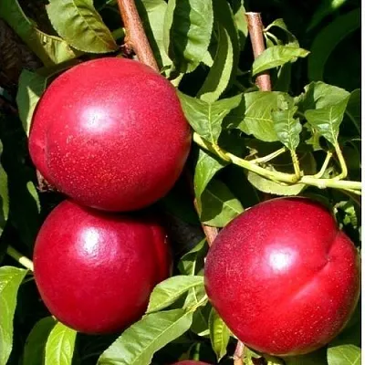 Нектарин ХАРКО  Нектарин ХАРКО в Россоши