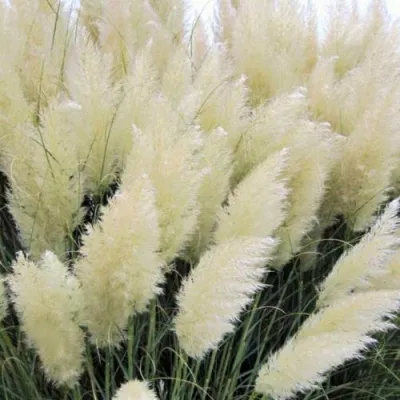 Кортадерия белая (пампасная трава) в Россоши