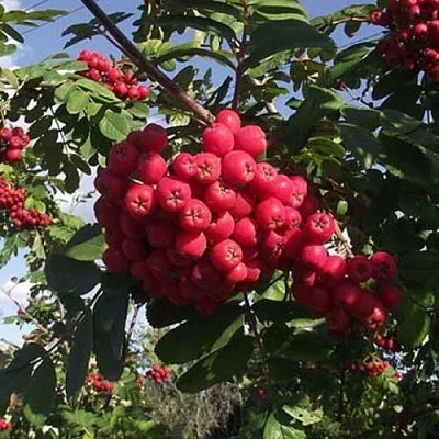 Рябина МОРАВСКАЯ сладкоплодная  Рябина МОРАВСКАЯ сладкоплодная в Россоши